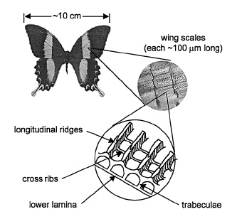 Diagram of a butterfly and the layered microstructure of a wing scale, labeling longitudinal ridges, cross ribs, the lower lamina, and trabeculae.